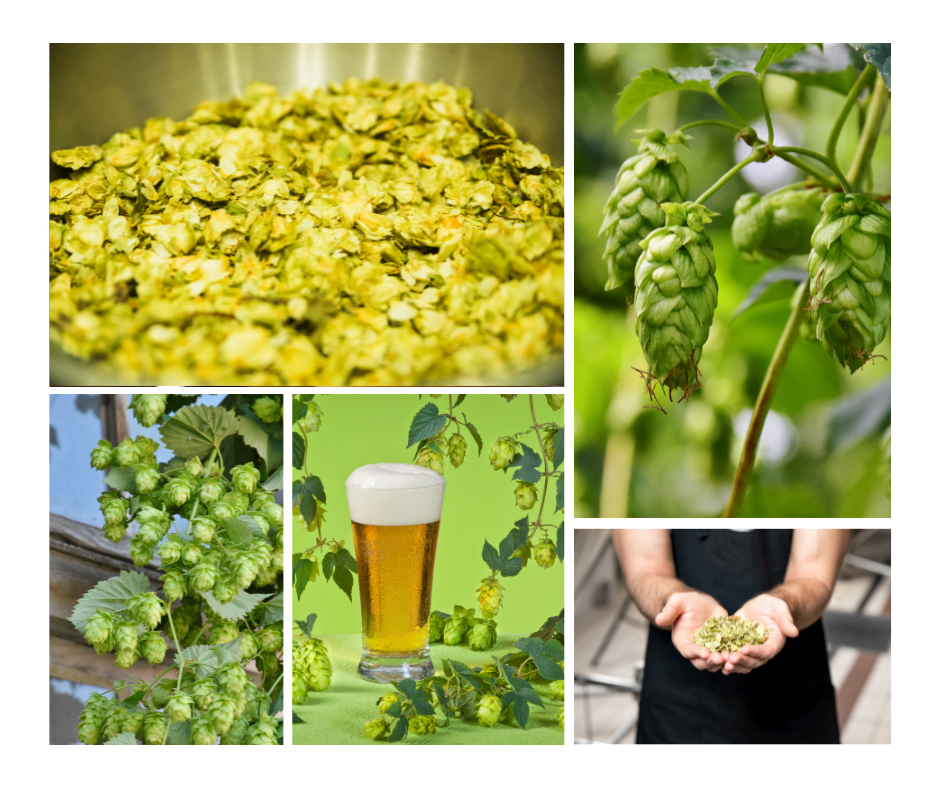 A collage of hop images. 